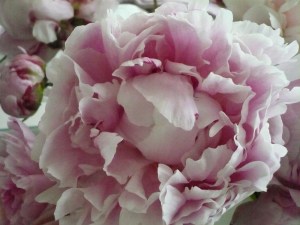 b97c2-peony